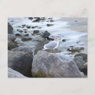 Zeemeeuw Foto Ansichtkaart Briefkaart