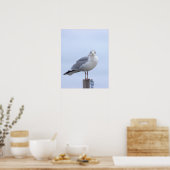 Zeemeeuw Foto Poster  (Keuken)