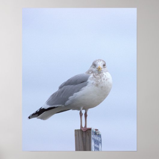 Zeemeeuw Foto Poster  (Voorkant)
