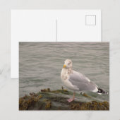 Zeemeeuw Fotokaart Briefkaart (Voorkant / Achterkant)