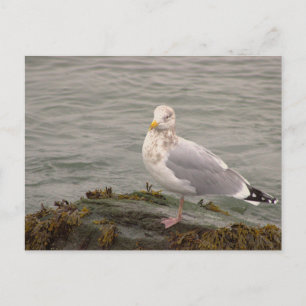 Zeemeeuw Fotokaart Briefkaart