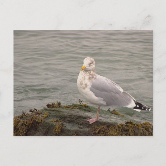 Zeemeeuw Fotokaart Briefkaart (Voorkant)