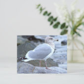 Zeemeeuw Fotopostkaart Briefkaart (Staand voorkant)