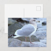 Zeemeeuw Fotopostkaart Briefkaart (Voorkant / Achterkant)