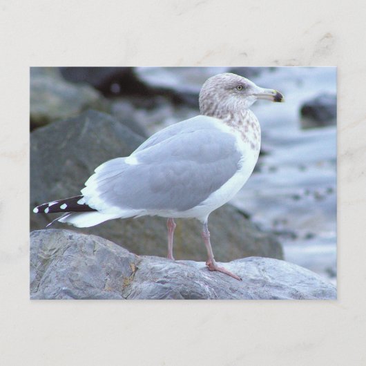 Zeemeeuw Fotopostkaart Briefkaart (Voorkant)