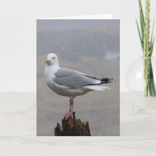 zeemeeuw groeten tekst toevoegen Kaart (Voorkant)