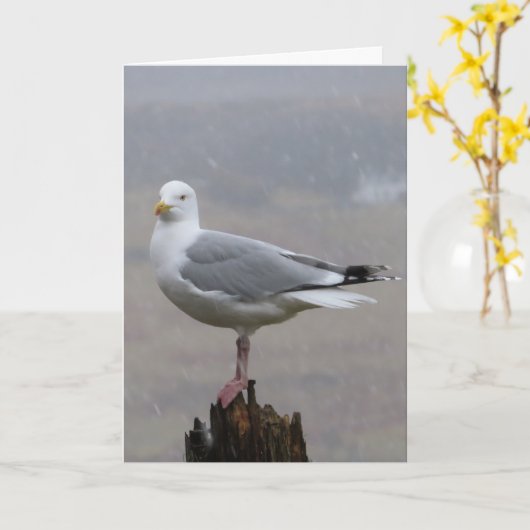 zeemeeuw groeten tekst toevoegen Kaart (Gele Bloem)