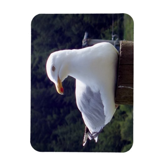 Zeemeeuw Horizontale Flexibele Fotomagneet Magneet (Verticaal)