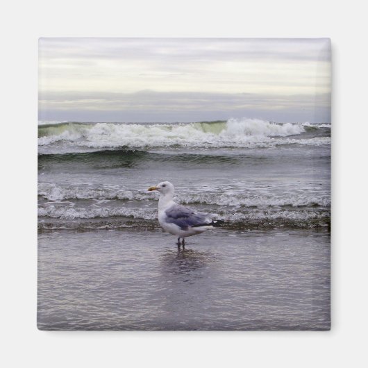 Zeemeeuw in de oceaanmagneet magneet (Voorkant)