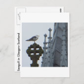 Zeemeeuw in Glasgow Briefkaart (Voorkant / Achterkant)