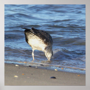 Zeemeeuw in het Poster van de Oceaan