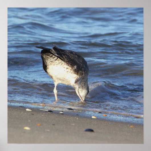 Zeemeeuw in het Poster van de Oceaan (Voorkant)