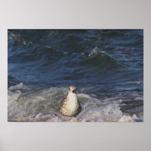 Zeemeeuw in het Poster van de Oceaan (Voorkant)