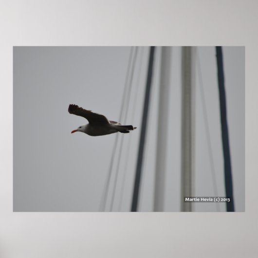 Zeemeeuw in vlucht III Poster (Voorkant)