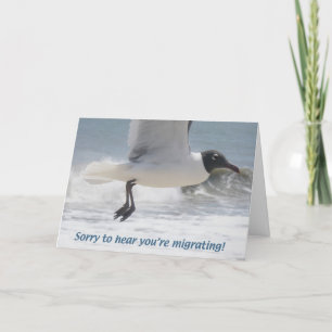 Zeemeeuw, jij beweegt Kaart