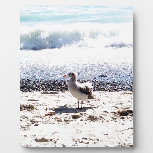 zeemeeuw langs de oceaan op het strand afbeelding fotoplaat (Voorkant)