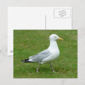 Zeemeeuw loopt in het Park Briefkaart (Voorkant / Achterkant)