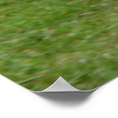 Zeemeeuw loopt in het Park Poster (Hoek)