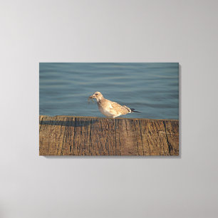 Zeemeeuw met een libel vangst Tropische foto Canvas Afdruk