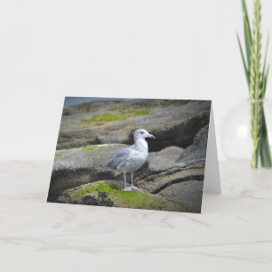 Zeemeeuw Notecard Kaart