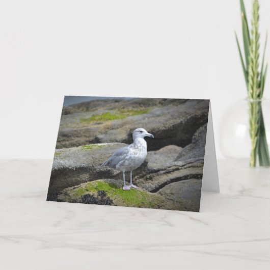 Zeemeeuw Notecard Kaart (Voorkant)