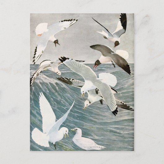  zeemeeuw Ocean Bird Beach Zomerzee Briefkaart (Voorkant)