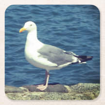 Zeemeeuw op de baai