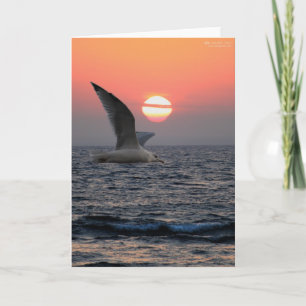 Zeemeeuw op de Meerdere van het Meer Kaart