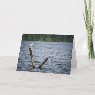 Zeemeeuw op de PostKaart van de Groet Kaart