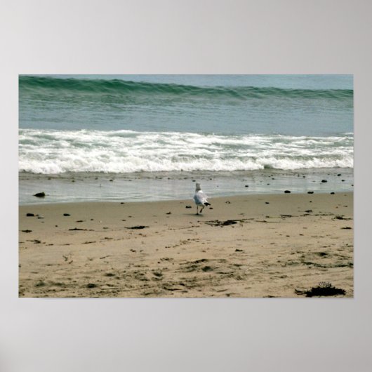 Zeemeeuw op de strand Shore Poster (Voorkant)