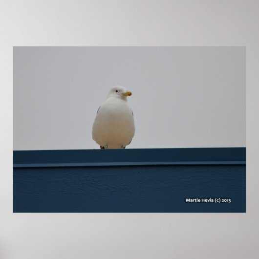 Zeemeeuw op een blauw dak II Poster (Voorkant)