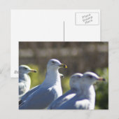 Zeemeeuw op een spoor briefkaart (Voorkant / Achterkant)