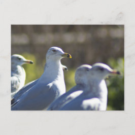 Zeemeeuw op een spoor briefkaart