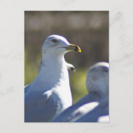 Zeemeeuw op een spoor briefkaart