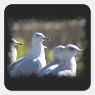Zeemeeuw op een spoor vierkante sticker