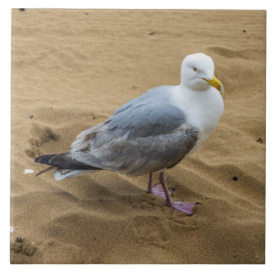 Zeemeeuw op een strandkeramisch fototegel tegeltje