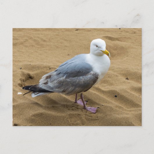 Zeemeeuw op een zandstrand uitzicht briefkaart (Voorkant)