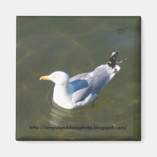 Zeemeeuw op Gosmans Dock in Montauk Magneet