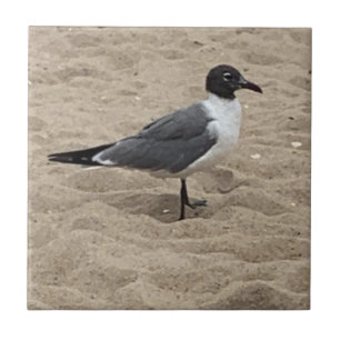 Zeemeeuw op het strand in het zand tegeltje