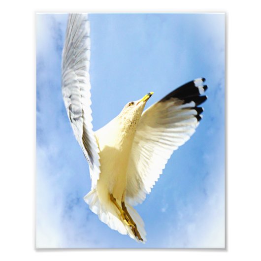 Zeemeeuw op het strand Vogelfotografie Foto Afdruk (Voorkant)