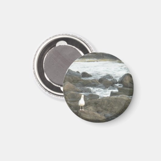 Zeemeeuw op rotsen magneet (Voorkant / Achterkant)