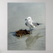 Zeemeeuw op strand met zeewier poster (Voorkant)