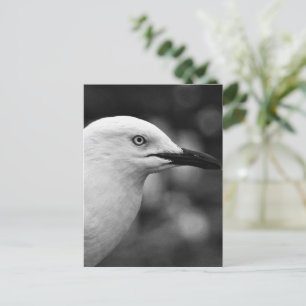 Zeemeeuw portret briefkaart