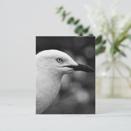Zeemeeuw portret briefkaart (Staand voorkant)