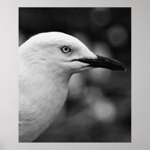 Zeemeeuw portret poster