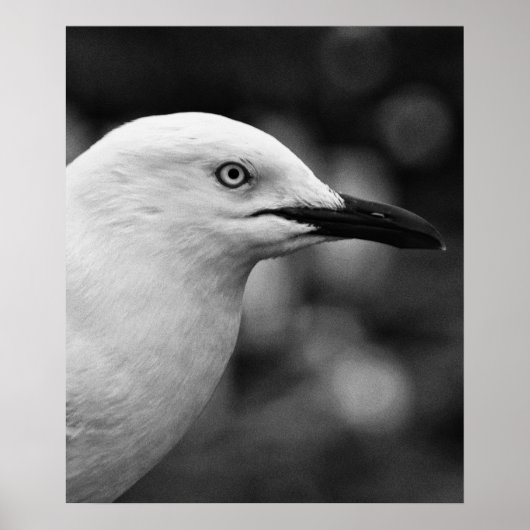 Zeemeeuw portret poster (Voorkant)