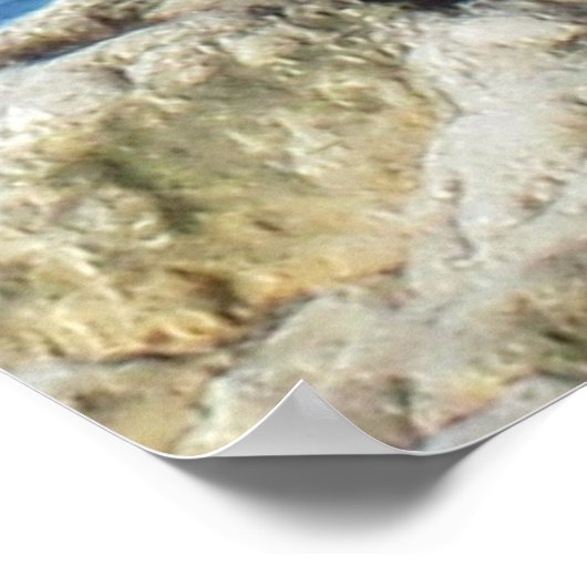 zeemeeuw poster (Hoek)