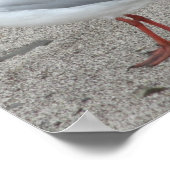 zeemeeuw poster (Hoek)