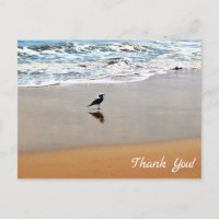 Zeemeeuw Reflectie, Zand en Ocean Beach Bedankt