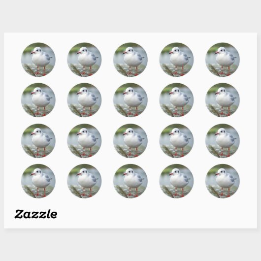 zeemeeuw ronde sticker (Vel)